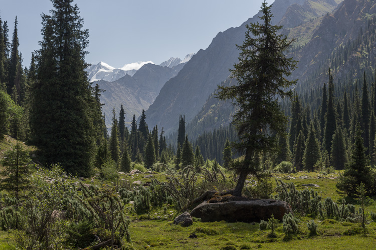 Forest in Kashkator Valley